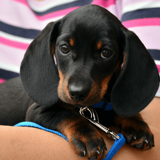 laundryexpert-branches-b-dierenzorg