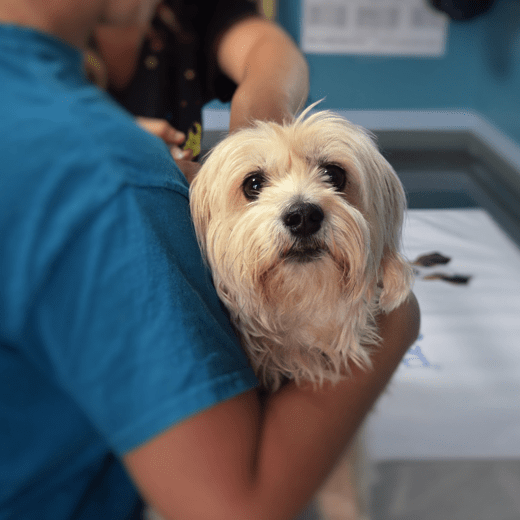 laundryexpert-branches-b-dierenzorg-dierenkliniek